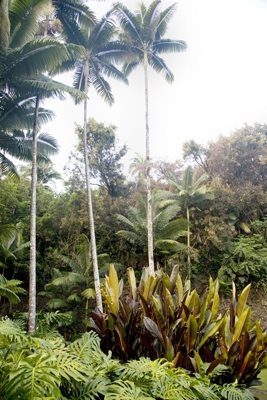 The Falls at Reed's Island, Big Island, Hawaii
Garden Design
Calimesa, CA