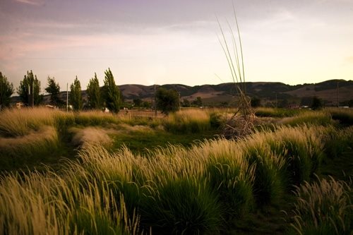 The Late Show Gardens
Garden Design
Calimesa, CA