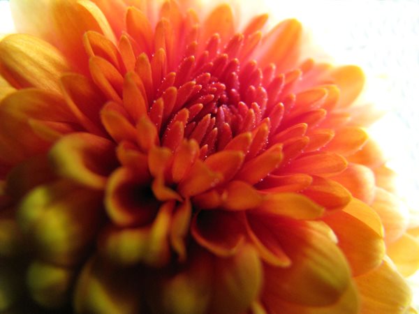 The Magic of Mums
Garden Design
Calimesa, CA