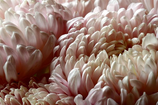 The Magic of Mums
Garden Design
Calimesa, CA