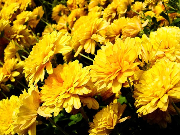 The Magic of Mums
Garden Design
Calimesa, CA