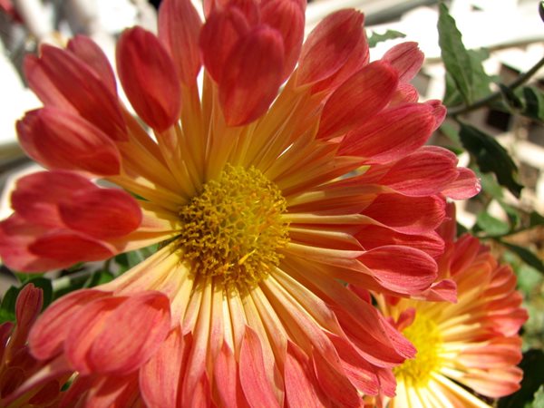 The Magic of Mums
Garden Design
Calimesa, CA
