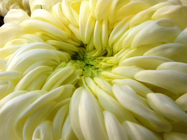 The Magic of Mums
Garden Design
Calimesa, CA