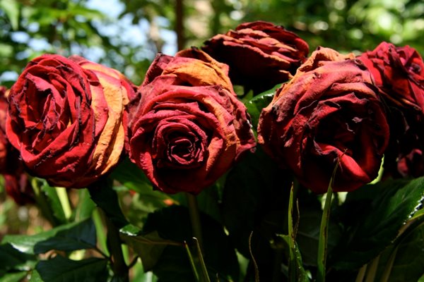 The Meaning of a Rose
Garden Design
Calimesa, CA