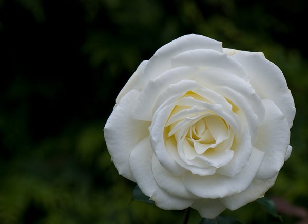 The Meaning of a Rose
Garden Design
Calimesa, CA