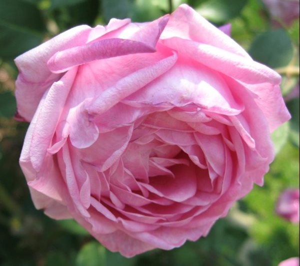 The Meaning of a Rose
Garden Design
Calimesa, CA