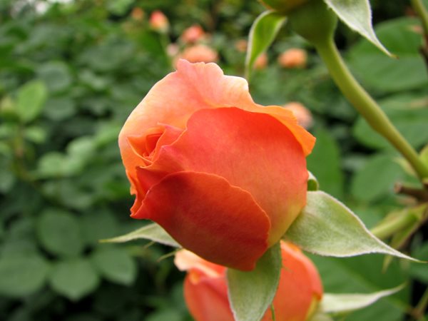 The Meaning of a Rose
Garden Design
Calimesa, CA