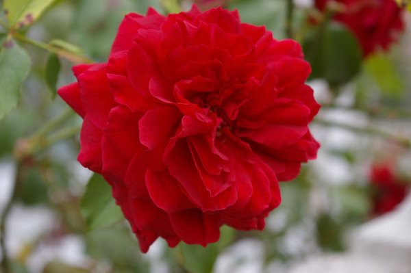 The Meaning of a Rose
Garden Design
Calimesa, CA