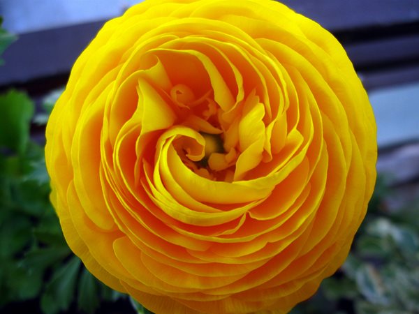 The Meaning of a Rose
Garden Design
Calimesa, CA