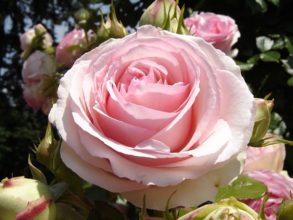 The Meaning of a Rose
Garden Design
Calimesa, CA