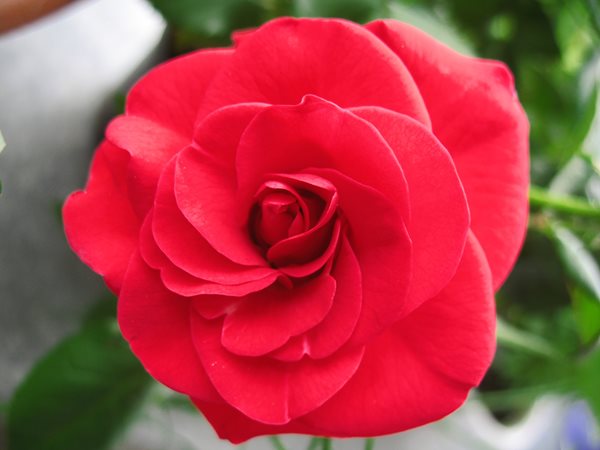 A rose clearance
