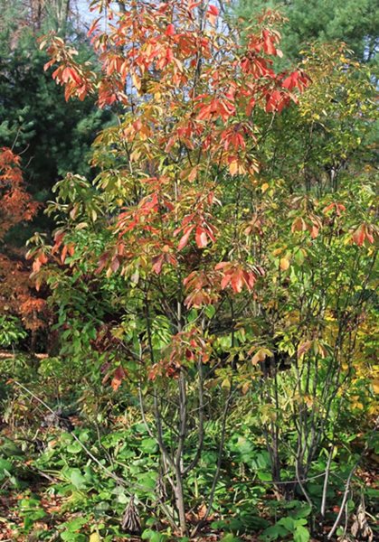The Steinhardt Garden – A ‘Must Visit’ Landscape
Garden Design
Calimesa, CA