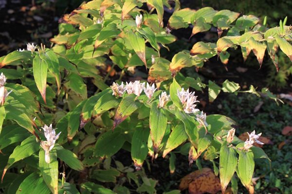 The Steinhardt Garden – A ‘Must Visit’ Landscape
Garden Design
Calimesa, CA