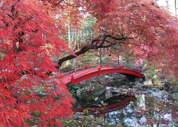 The Steinhardt Garden – A ‘Must Visit’ Landscape
Steinhardt Garden
Mt. Kisco, NY