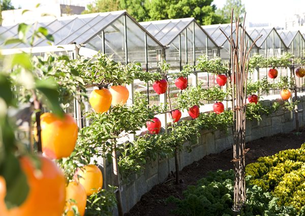 Three New Reasons to Visit the Atlanta Botanical Garden
Garden Design
Calimesa, CA