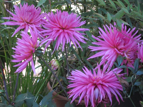 Travel Snapshots: Paris
Garden Design
Calimesa, CA