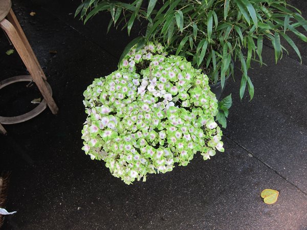 Travel Snapshots: Paris
Garden Design
Calimesa, CA