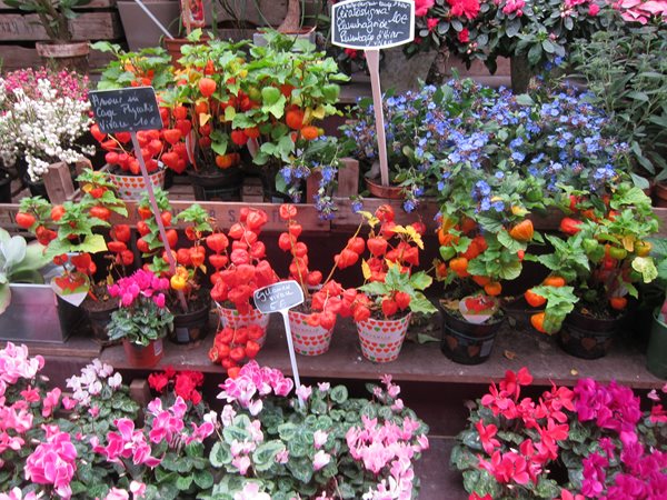 Travel Snapshots: Paris
Garden Design
Calimesa, CA