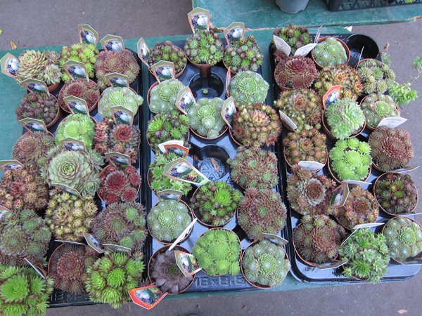 Travel Snapshots: Paris
Garden Design
Calimesa, CA
