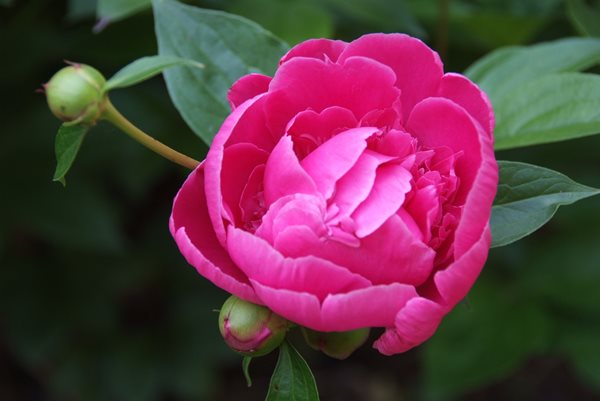 Valentine's Day Ideas
Garden Design
Calimesa, CA