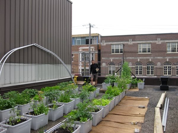 Vegetable Roof Garden Gallery Garden Design