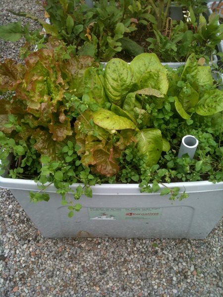 Vegetable Roof Garden
Garden Design
Calimesa, CA