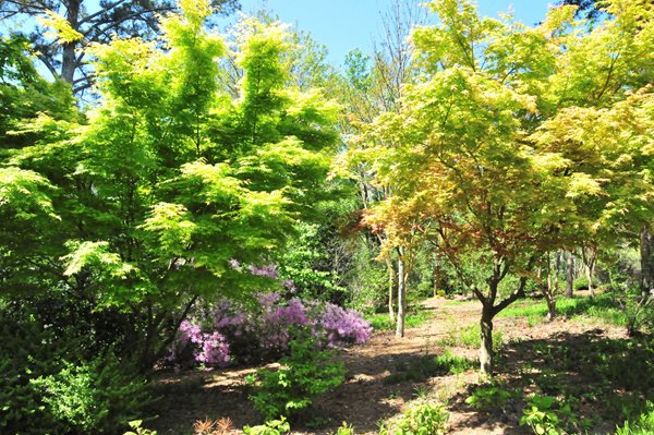 Vince Dooley's Garden
Garden Design
Calimesa, CA