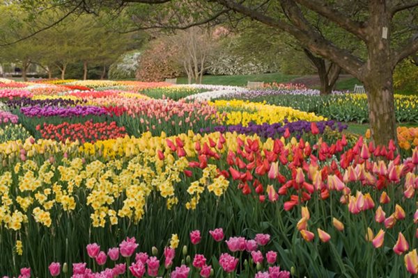 Spring Blooms  Longwood Gardens
