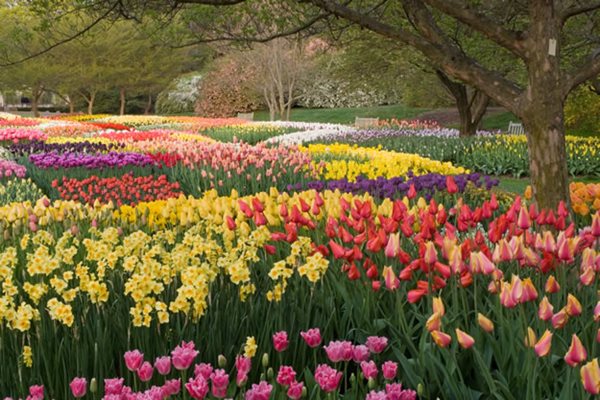 Garden Design Usa visit: spring blooms at longwood gardens - gallery | garden design Garden Design Usa visit: spring blooms at longwood gardens - gallery | garden design