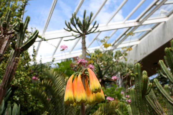 Visiting South Africa's Kirstenbosch
Garden Design
Calimesa, CA