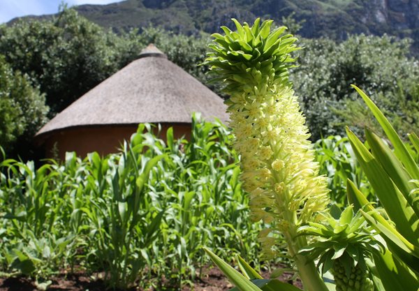 Visiting South Africa's Kirstenbosch
Garden Design
Calimesa, CA