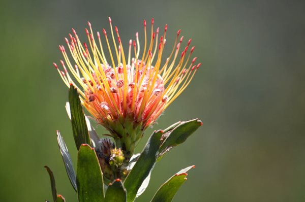 Visiting South Africa's Kirstenbosch
Garden Design
Calimesa, CA