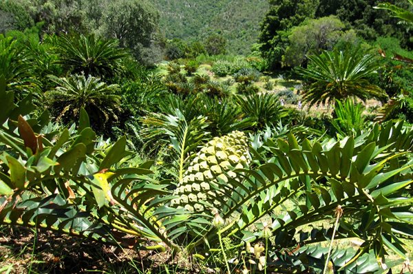 Visiting South Africa's Kirstenbosch
Garden Design
Calimesa, CA