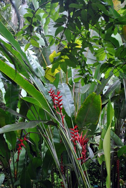 Visiting the Hawaii Tropical Botanical Garden
Garden Design
Calimesa, CA