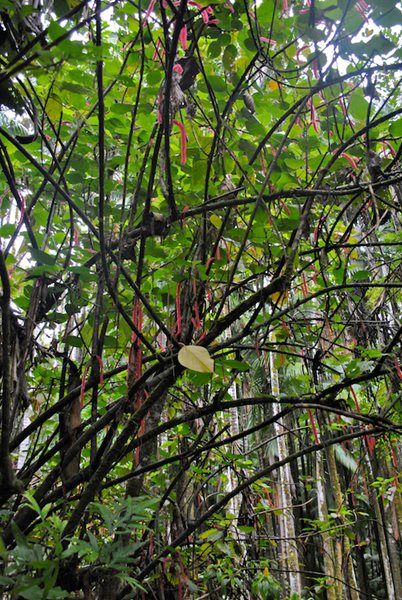 Visiting the Hawaii Tropical Botanical Garden
Garden Design
Calimesa, CA
