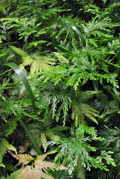 Visiting the Hawaii Tropical Botanical Garden
Garden Design
Calimesa, CA