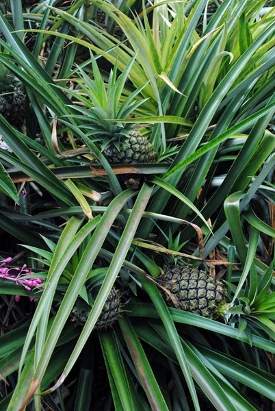 Visiting the Hawaii Tropical Botanical Garden
Garden Design
Calimesa, CA
