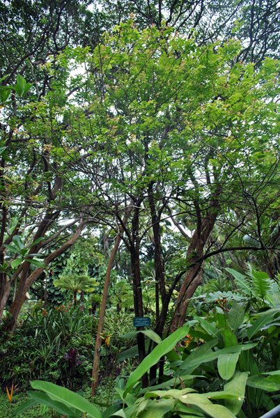 Visiting the Hawaii Tropical Botanical Garden
Garden Design
Calimesa, CA