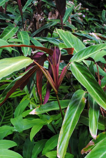 Visiting the Hawaii Tropical Botanical Garden
Garden Design
Calimesa, CA