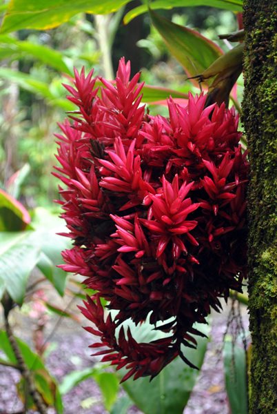 Visiting the Hawaii Tropical Botanical Garden
Garden Design
Calimesa, CA