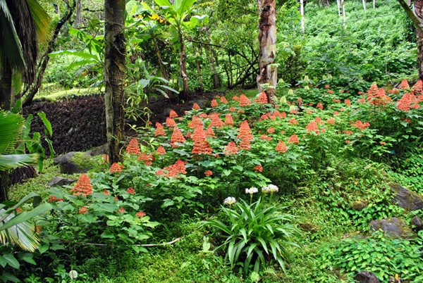 Visiting the Hawaii Tropical Botanical Garden
Garden Design
Calimesa, CA
