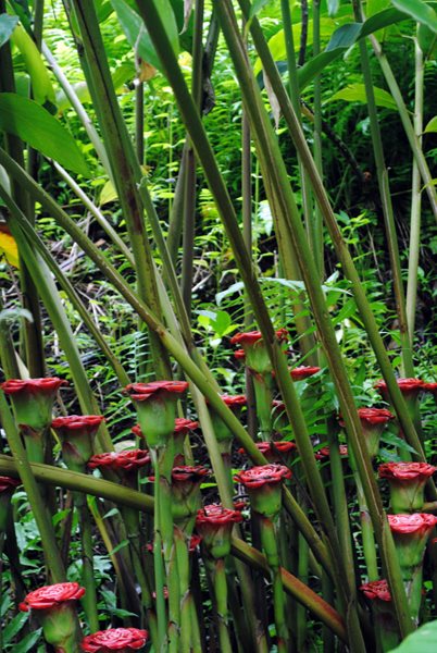 Visiting the Hawaii Tropical Botanical Garden
Garden Design
Calimesa, CA