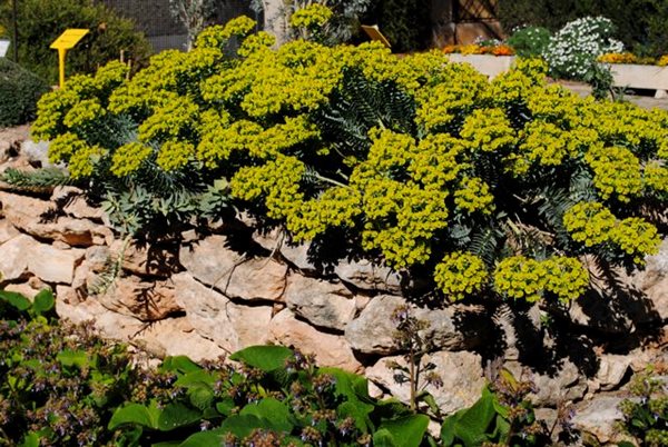 Visiting Valencia and Turia Gardens
Garden Design
Calimesa, CA