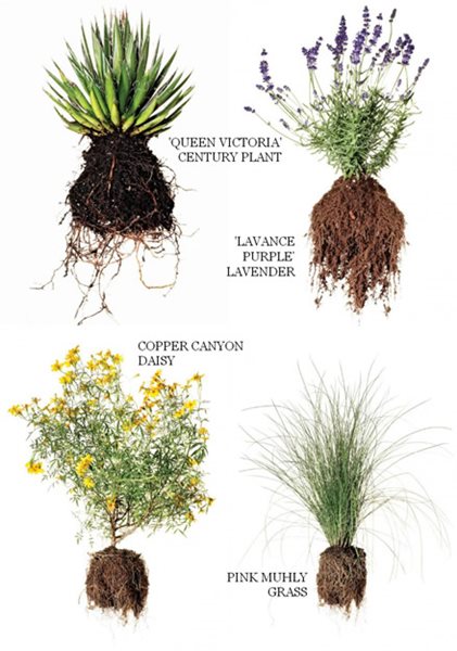 Water-Wise Plants and Design for Earth Day
Garden Design
Calimesa, CA