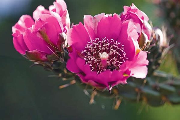 Water-Wise Plants and Design for Earth Day
Garden Design
Calimesa, CA