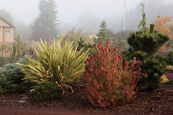 Winter in Petaluma, California
Garden Design
Calimesa, CA