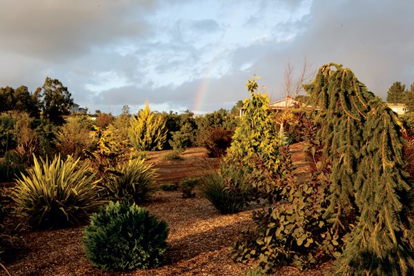 Winter in Petaluma, California
Garden Design
Calimesa, CA