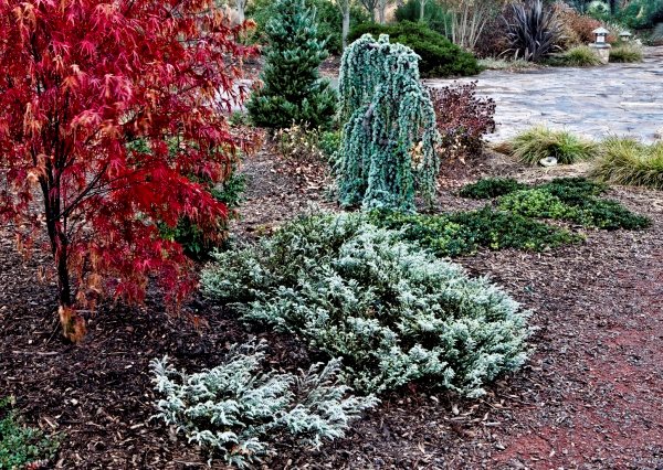 Winter in Petaluma, California
Garden Design
Calimesa, CA