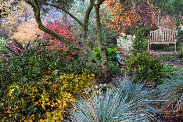 Winter in Petaluma, California
Garden Design
Calimesa, CA