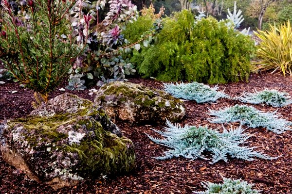 Winter in Petaluma, California
Garden Design
Calimesa, CA